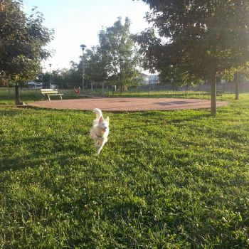 Dog Park Stezzano - viale Europa