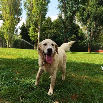 Dog Park Roma - Parco degli Eucalipti