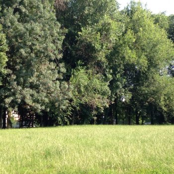 Dog Park Gallarate - via Covetta