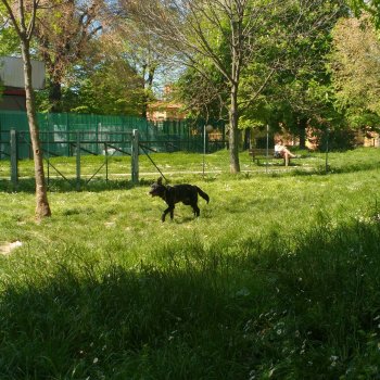 Dog Park Bologna - via Bentivogli
