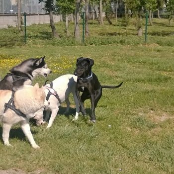 Dog Park Fiumicino - Villa Guglielmi